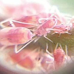 Active Eye Universal Mobile Phone Microscope -gardening Sales Store aem60c 7