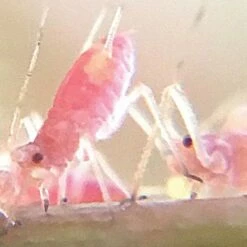 Active Eye Universal Mobile Phone Microscope -gardening Sales Store aem60c 8