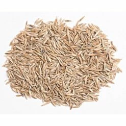 Turf Type Tall Fescue 5 Lb Bag 6 Turf Type Tall Fescue 5 Lb Bag -gardening Sales Store attf5 1 1