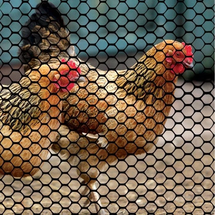 Poultry Fence 25 Foot X 36 Inch Roll Black Hexagonal Mesh 4 Poultry Fence 25 Foot X 36 Inch Roll Black Hexagonal Mesh - Image 2