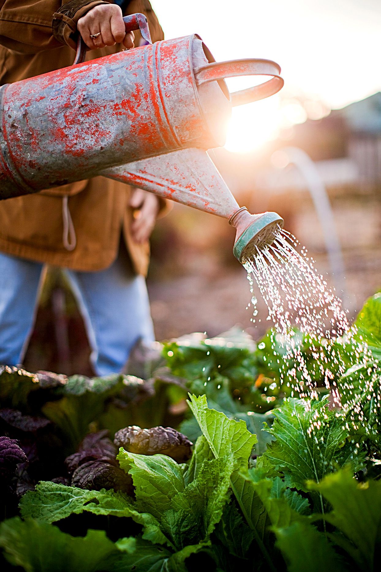 Front Page -gardening Sales Store person watering garden 02cb5f86 296b3ed4b37d4a0a9a4f203a1c8cd7ed